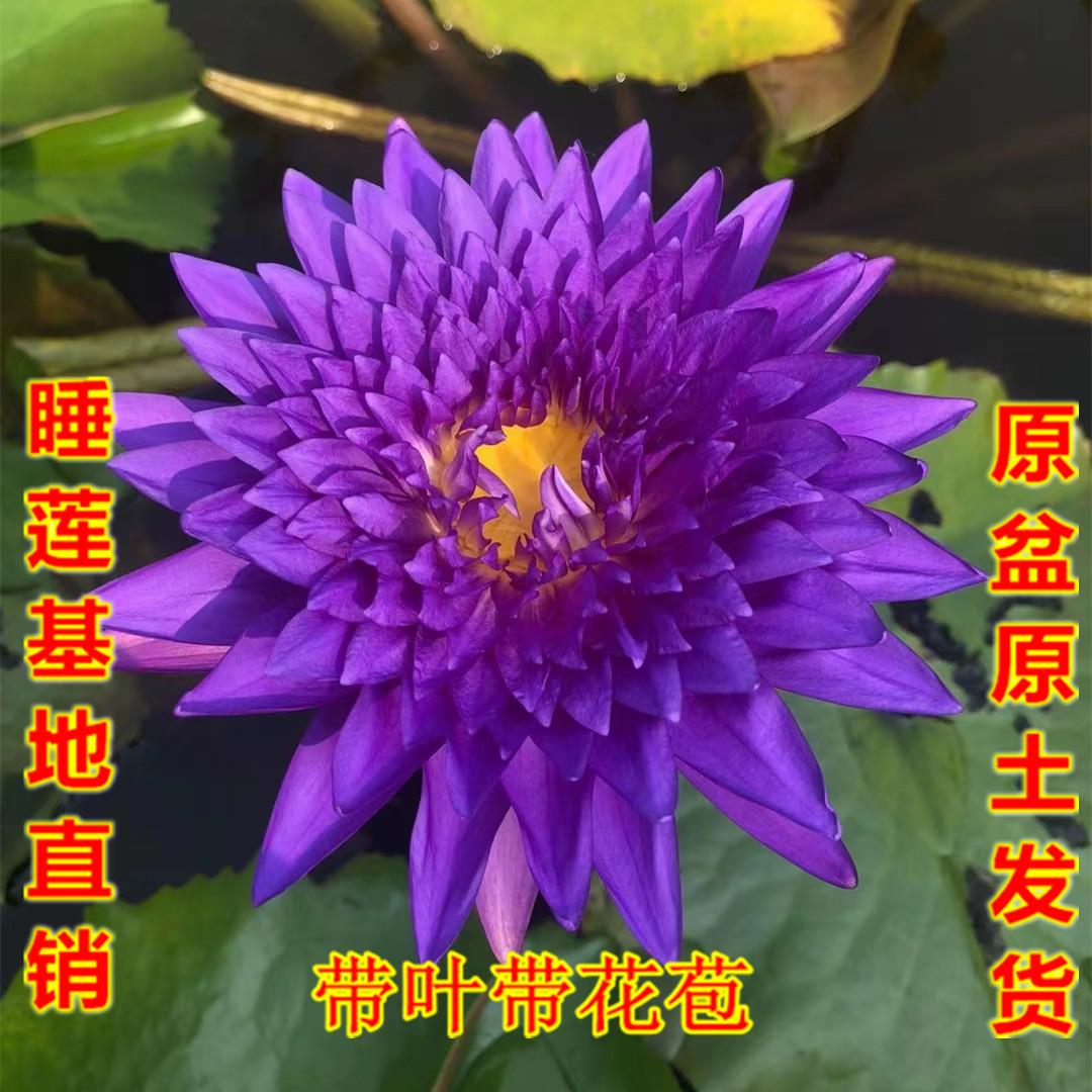 成品苗泰王大睡莲种根块池塘水培植物四季荷花花卉碗莲根盆栽花苗