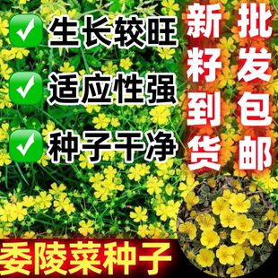 委陵菜种子地被花种籽黄色小花多年生花种子易种盆栽阳台庭院种子