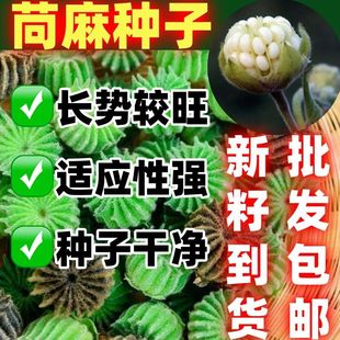 野生苘麻子级药材苘麻子正品精选苘麻籽青麻子茼麻子毛毛果粉