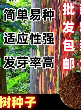 桉树种子绿化苗木材蓝巨