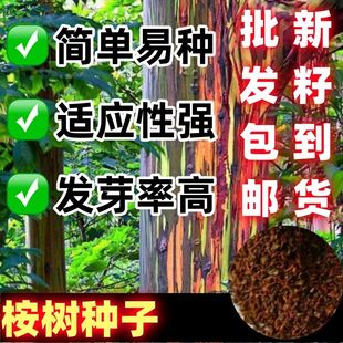 桉树种子绿化苗木材种子蓝桉树巨桉树桉树速生桉树种子小叶苹果