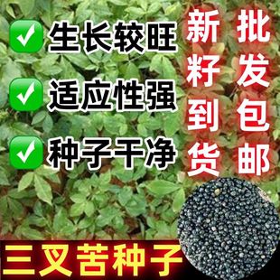 三叉苦种子三桠苦苗三丫苦种子经济药材种苗三叉苦苗三桠苦树苗