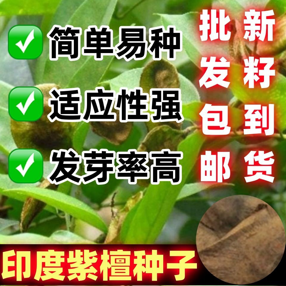 新采印度紫檀种子紫檀种子名贵小叶紫檀种子大叶紫檀种子林木种子