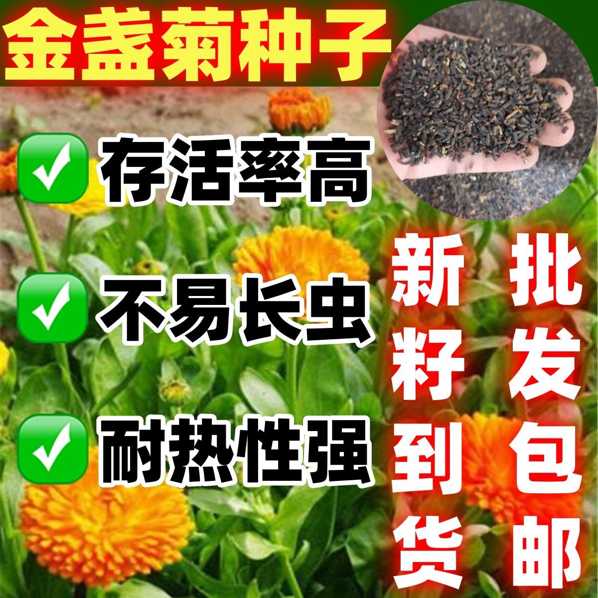 金盏菊种子金盏花常春花包邮绿化庭院花海阳台盆栽花卉花种子
