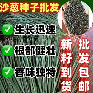 沙葱种子蒙古韭沙葱籽胡葱沙葱种子蔬菜种子耐寒四季播包邮