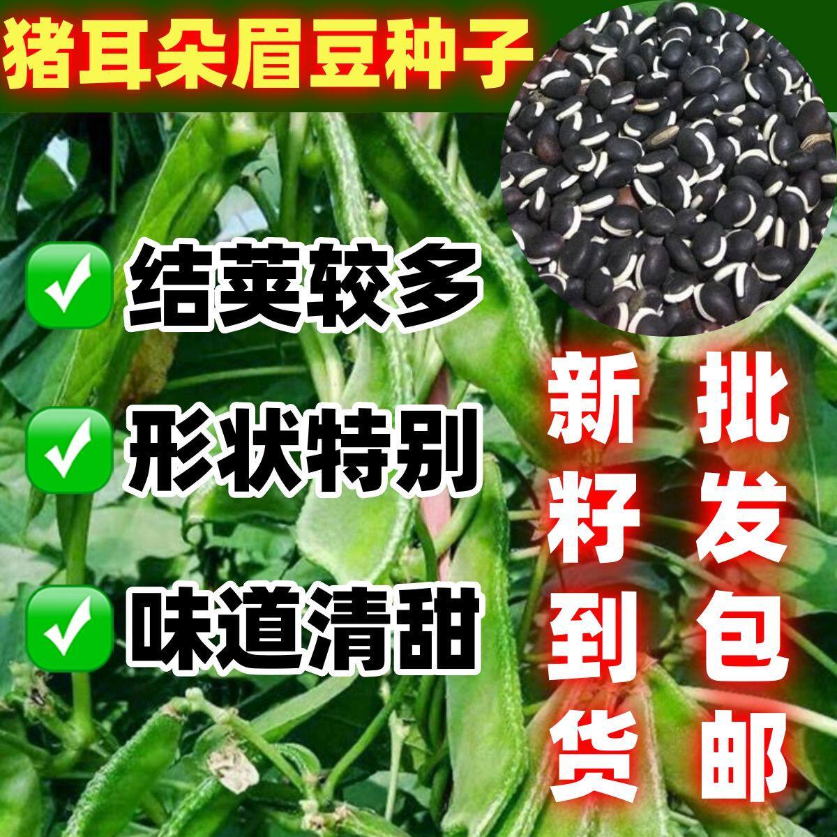 猪耳朵宽扁青眉豆包邮爬藤植物豆角大肉绿眉豆猪耳朵绿扁豆