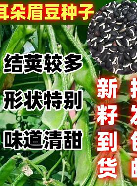 猪耳朵宽扁青眉豆衶包邮
