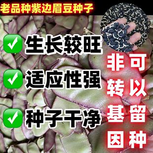 老品种紫边眉豆种子四季春秋易播种高产蔬菜种子紫边扁豆猪耳朵