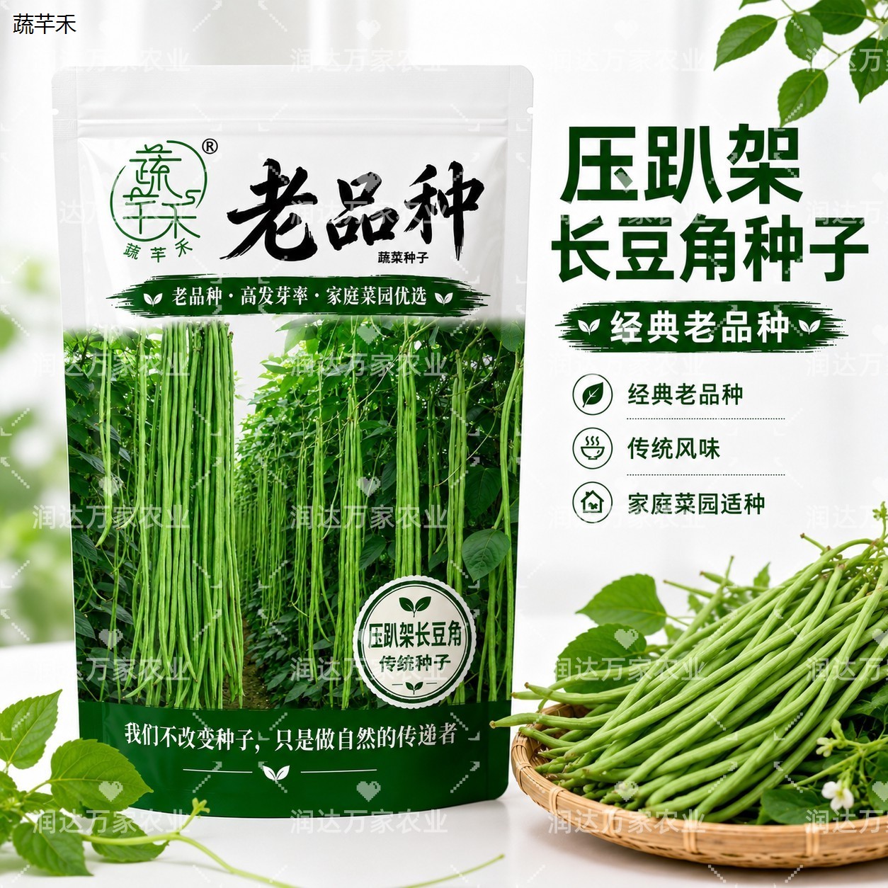 老品种压趴架长豆角种子图片