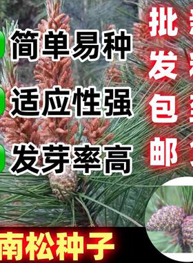 云南松子种子黑皮大颗粒