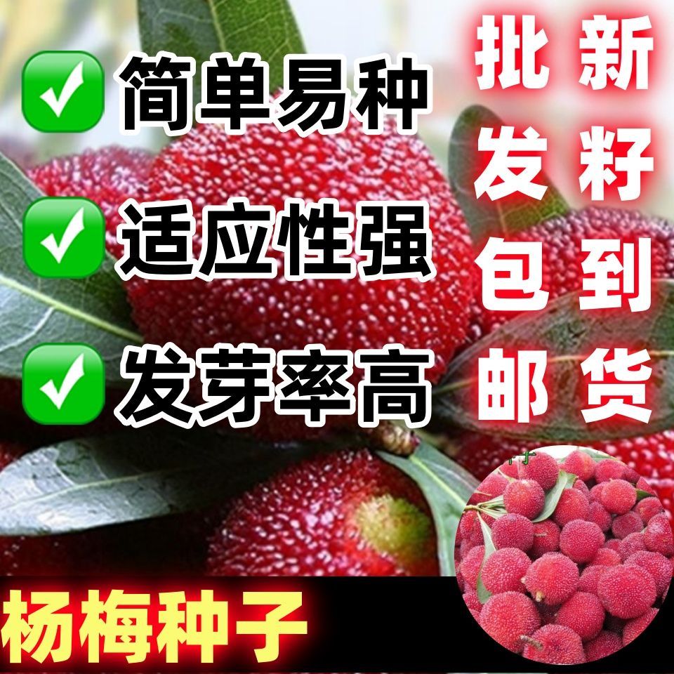 杨梅种子水果树东魁圣生梅白蒂梅树梅四季春季秋季观果种籽散装