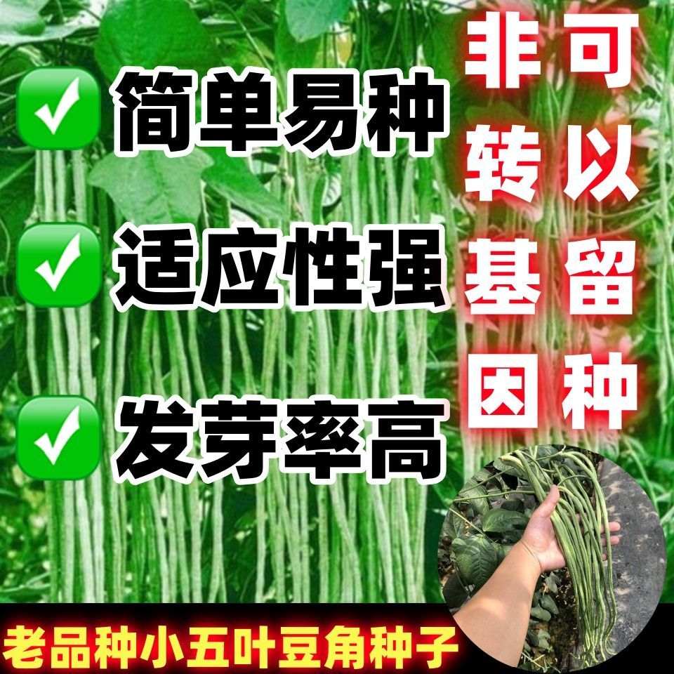 老品种小五叶豆角种子蔬图片