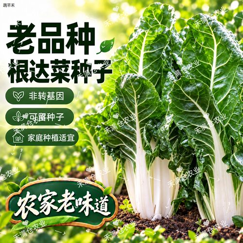 新种老品种根达菜种子可