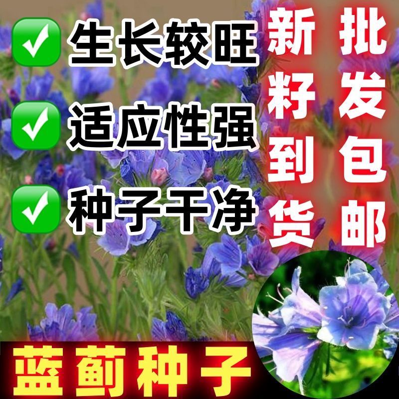 蓝蓟种子庭院观花种子蓝色混色景观花海四季花籽花卉种子