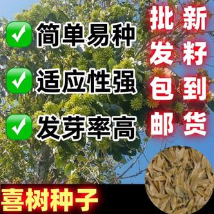 绿化苗木种子 喜树种子 别名:早莲 旱莲子种子水栗水桐树