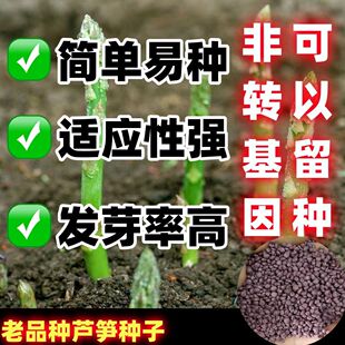 老品种芦笋种子四季种植蔬菜之王进口绿芦笋种籽高营养抗热耐寒