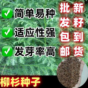 林木种子 新采柳杉种子 杉木种子 柳杉种子绿化苗木 长叶孔雀松