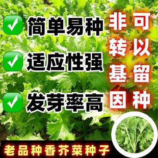 老品种香芥菜种子四川四李蔬菜腌菜大叶小青菜春秋种植香叶种子