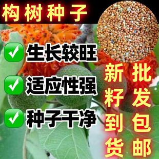 构树种子禇实子种子中药材种子构桃树种籽好用构树籽楮树种子