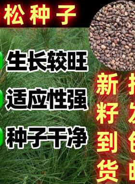油松种子林木树马尾松短