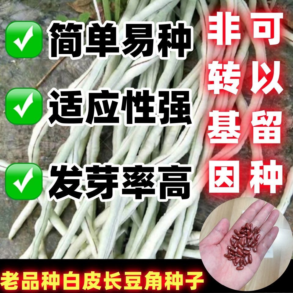 老品种豆角种子春秋红白图片