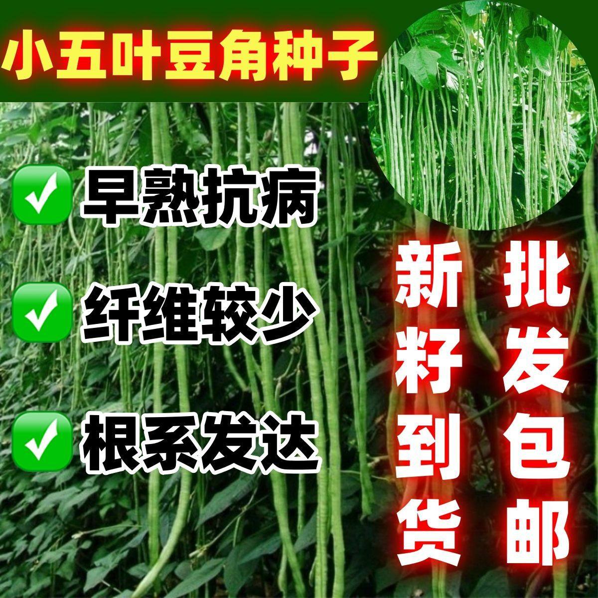 好吃豆角豆角种子蔬菜种子小五叶豆角种子小五叶豆角种籽多次采摘,农用物资,花卉林木种子/种苗/种球,淘宝优惠券,粉丝福利购,淘宝优惠卷