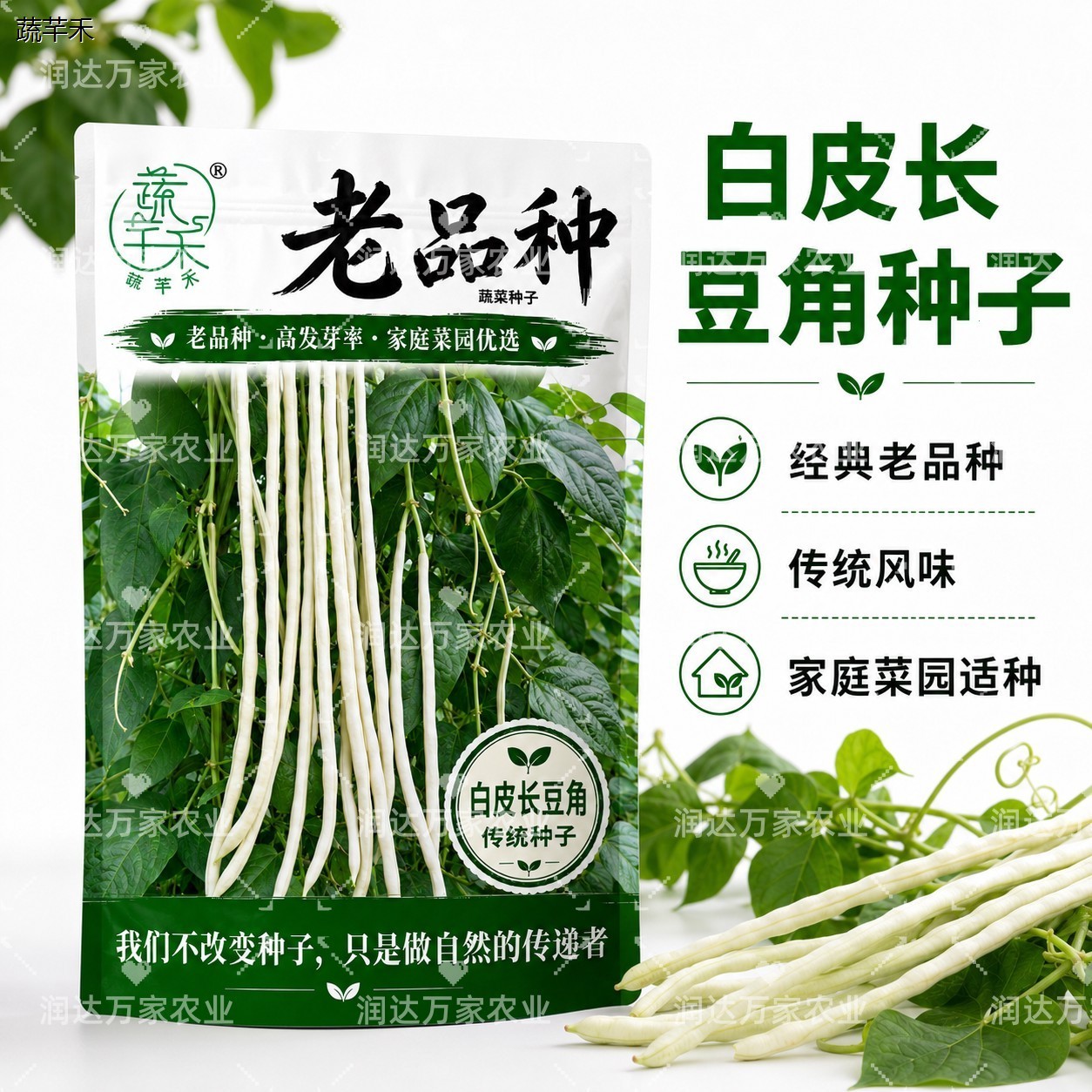 老品种白皮长豆角种籽可图片