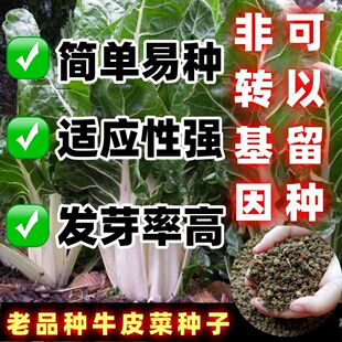 老品种樱桃小萝卜种子 春夏秋四季播蔬菜籽盆栽阳台大田易种子