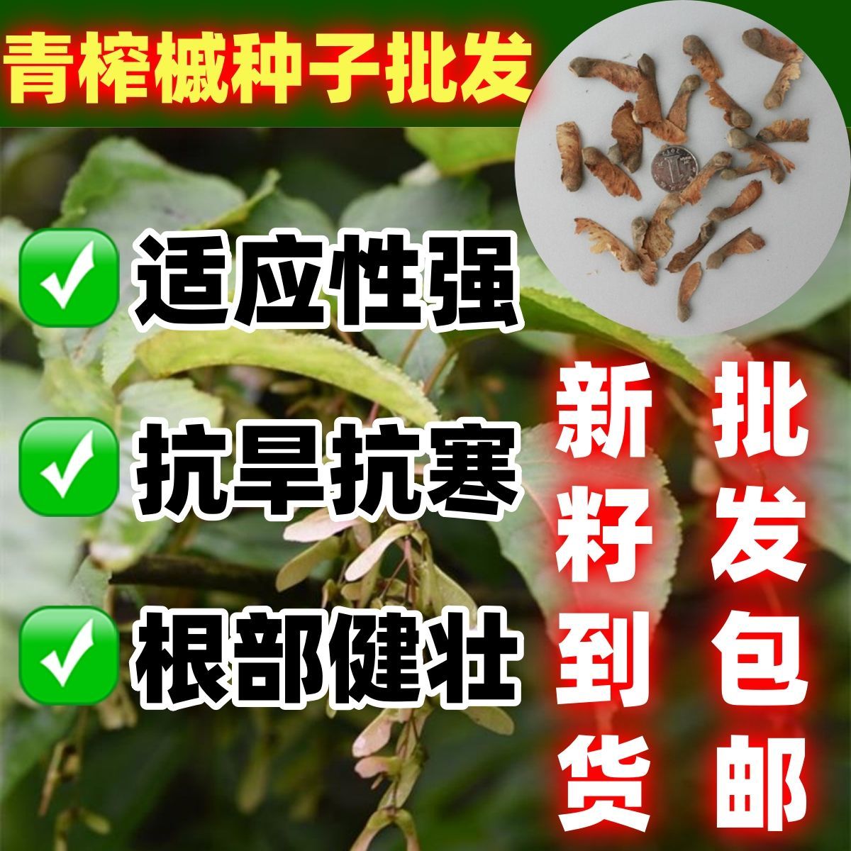 青榨槭种子林木种籽包邮散装四季多年生工程绿化观叶种子