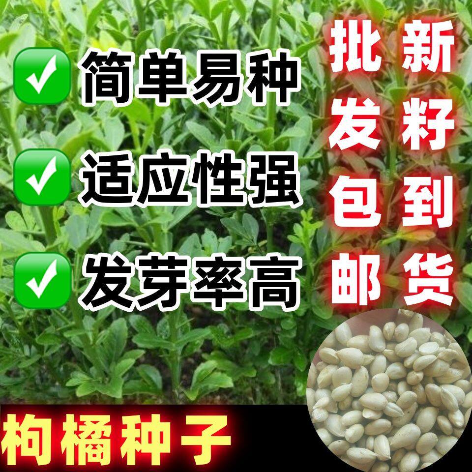 新采枸橘种子枳壳种籽桔