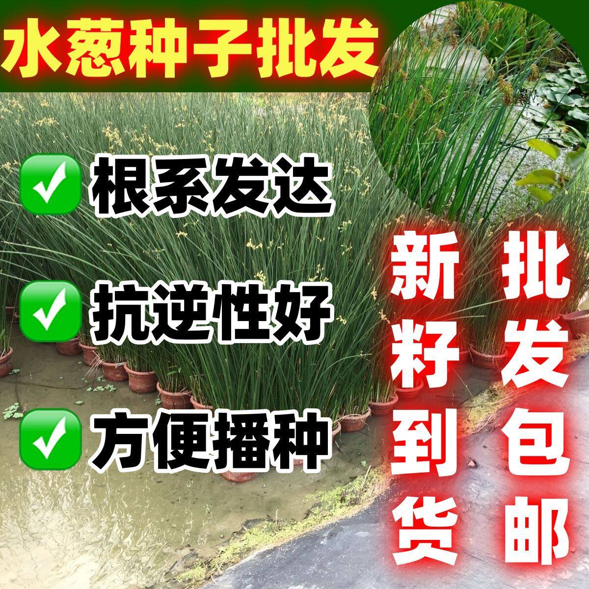 水葱种子水生植物水葱草野生水葱苗青叶水葱花叶水葱好种