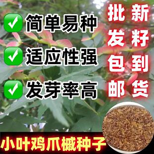 新采小叶鸡爪槭树种子 鸡爪槭种子  大叶鸡爪槭种子