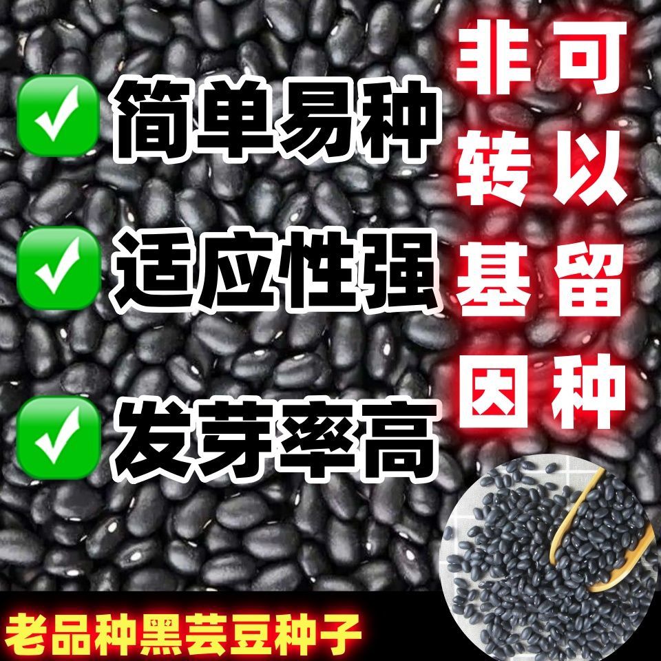 老品种黑芸豆装包邮饭豆图片