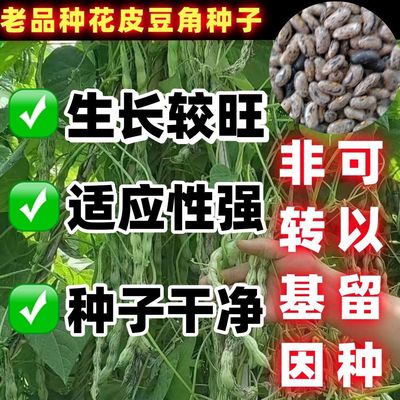 老品种花皮豆角种子高产