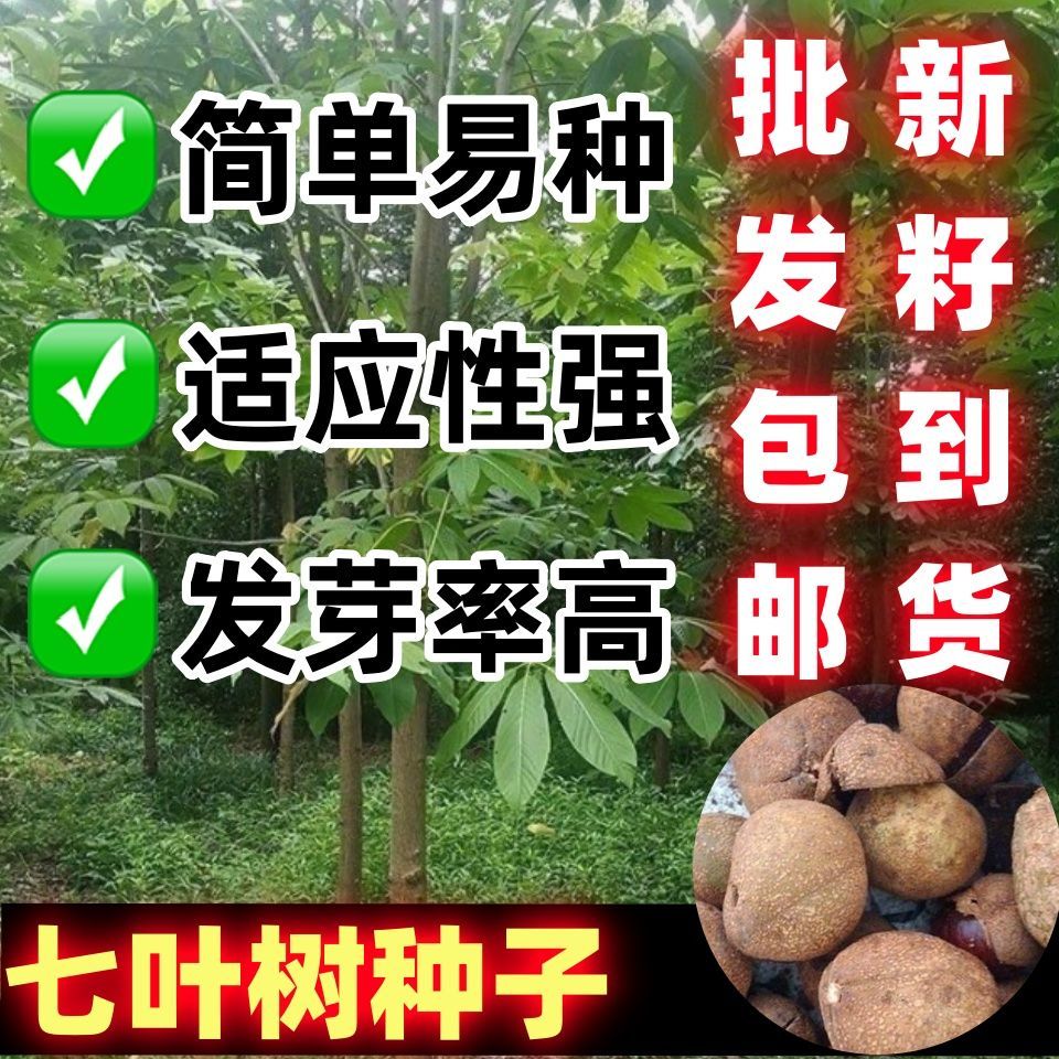 新采七叶树种子梭椤树梭椤子天师栗开心果林木种籽七叶树种子