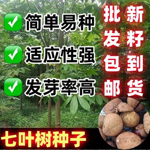 新采七叶树种子梭椤树梭椤子天师栗开心果林木种籽七叶树种子