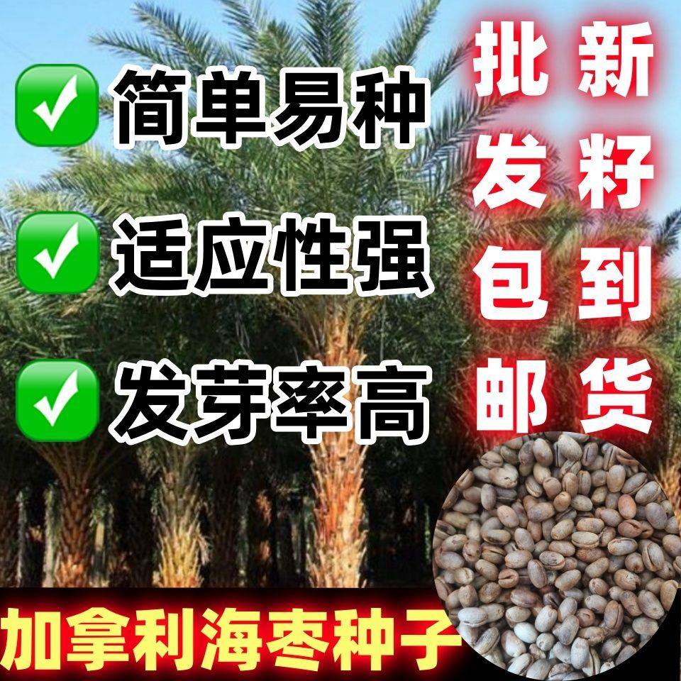 加拿利海枣种子长叶刺葵
