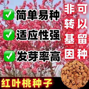 红叶桃种子红叶碧桃红花桃种籽子庭院园林种植盆栽地栽用观赏专