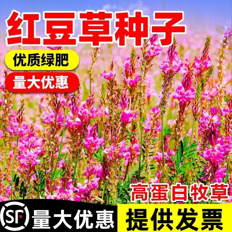 红豆草种子果园绿肥种籽耐寒耐旱耐盐碱景观花卉多年生四季牧草种