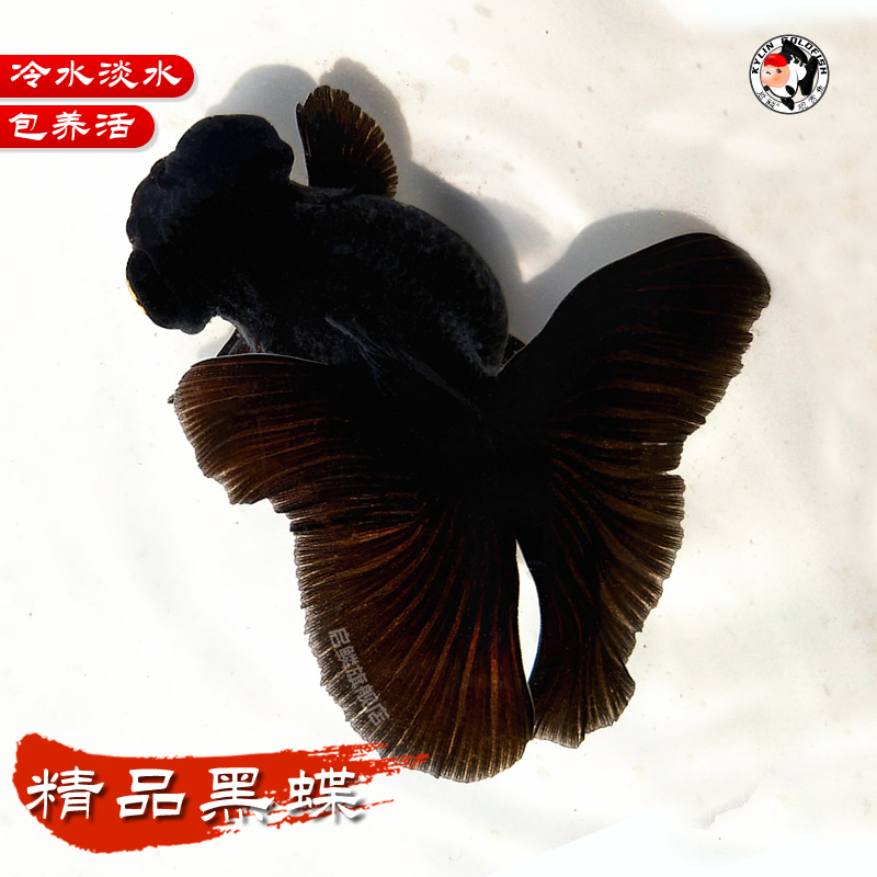 精品纯黑蝶尾金鱼龙睛大眼观赏鱼苗蝴蝶冷水淡水好养国粹招财活鱼