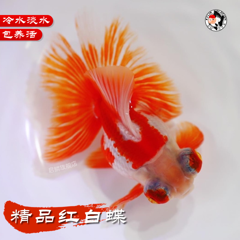 精品红白蝶金鱼活鱼龙睛大眼蝶尾淡水冷水鱼场直销好养懒人观赏鱼