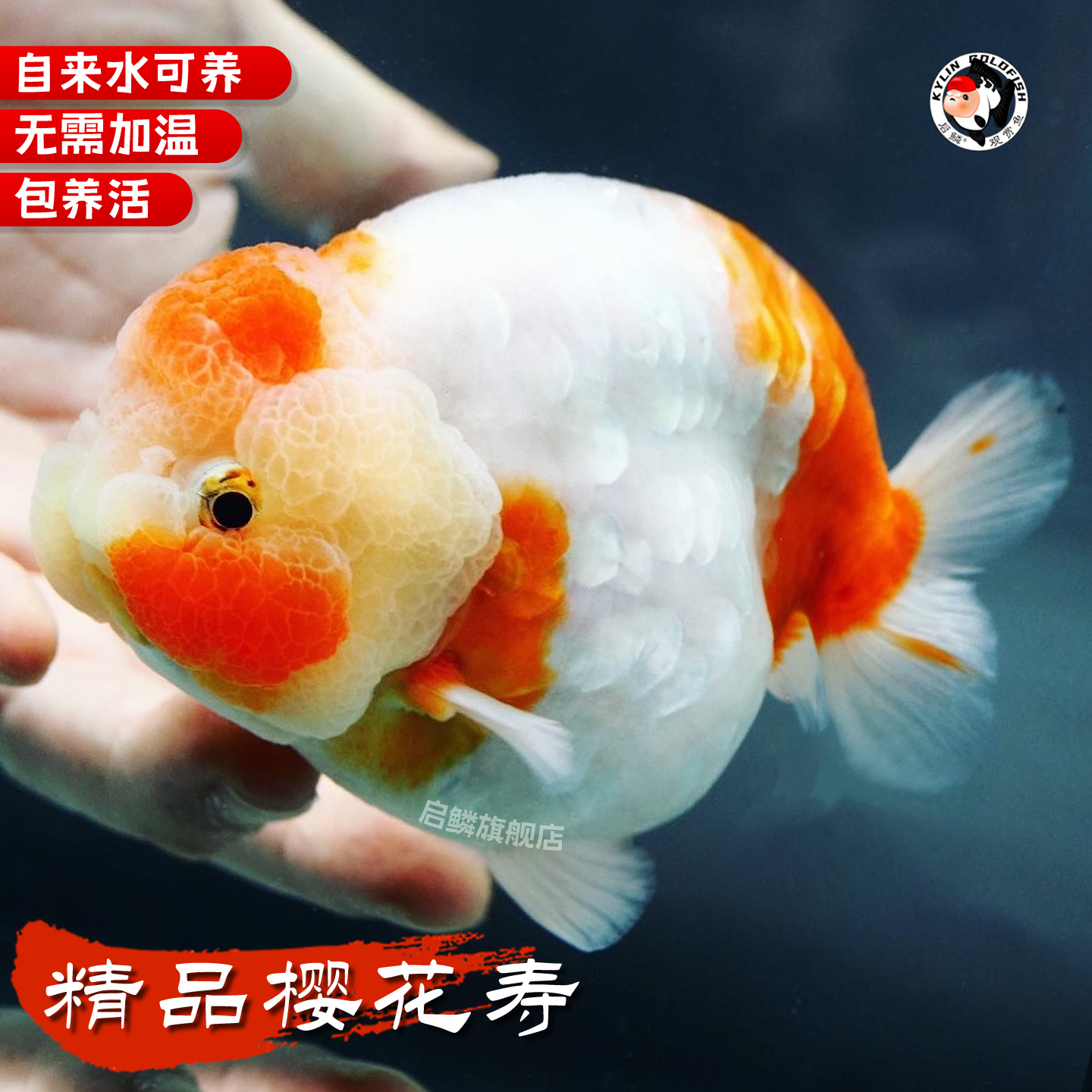 精品樱花寿金鱼活鱼观赏鱼兰寿冷水鱼好养耐活小鱼苗招财波妞懒人
