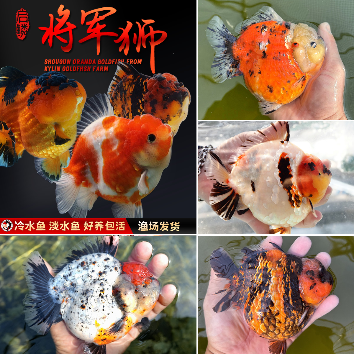精品玛丽鱼苗泰狮金鱼黑白虎三色将军浩克短尾原泰f1小苗子包活