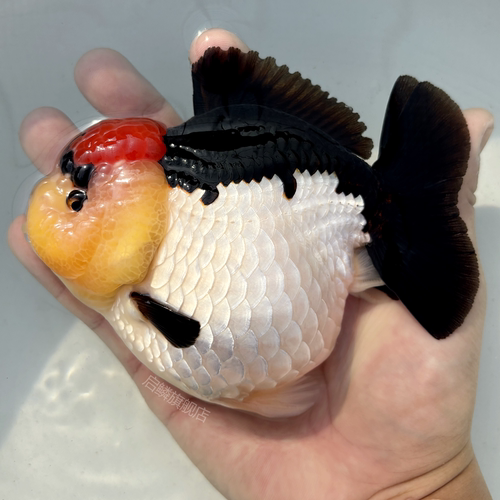 精品玛丽泰狮金鱼活鱼黑白熊猫短尾鱼苗冷淡水观赏F1鱼厂自产包活