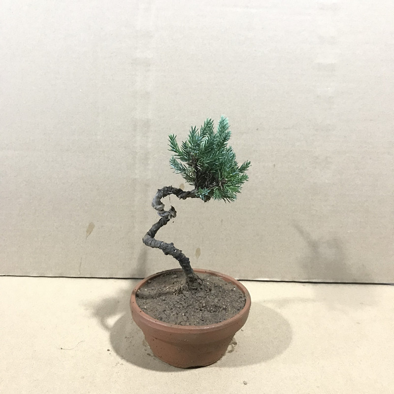 微型小品盆景拇指盆景珍珠地柏小盆景珍珠地柏小盆栽植物四季常青