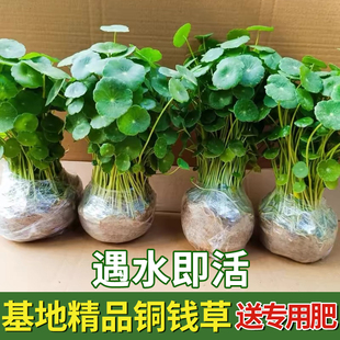 铜钱草水培植物大叶水栽鱼缸水养绿植金钱草小水草客厅室内外花卉