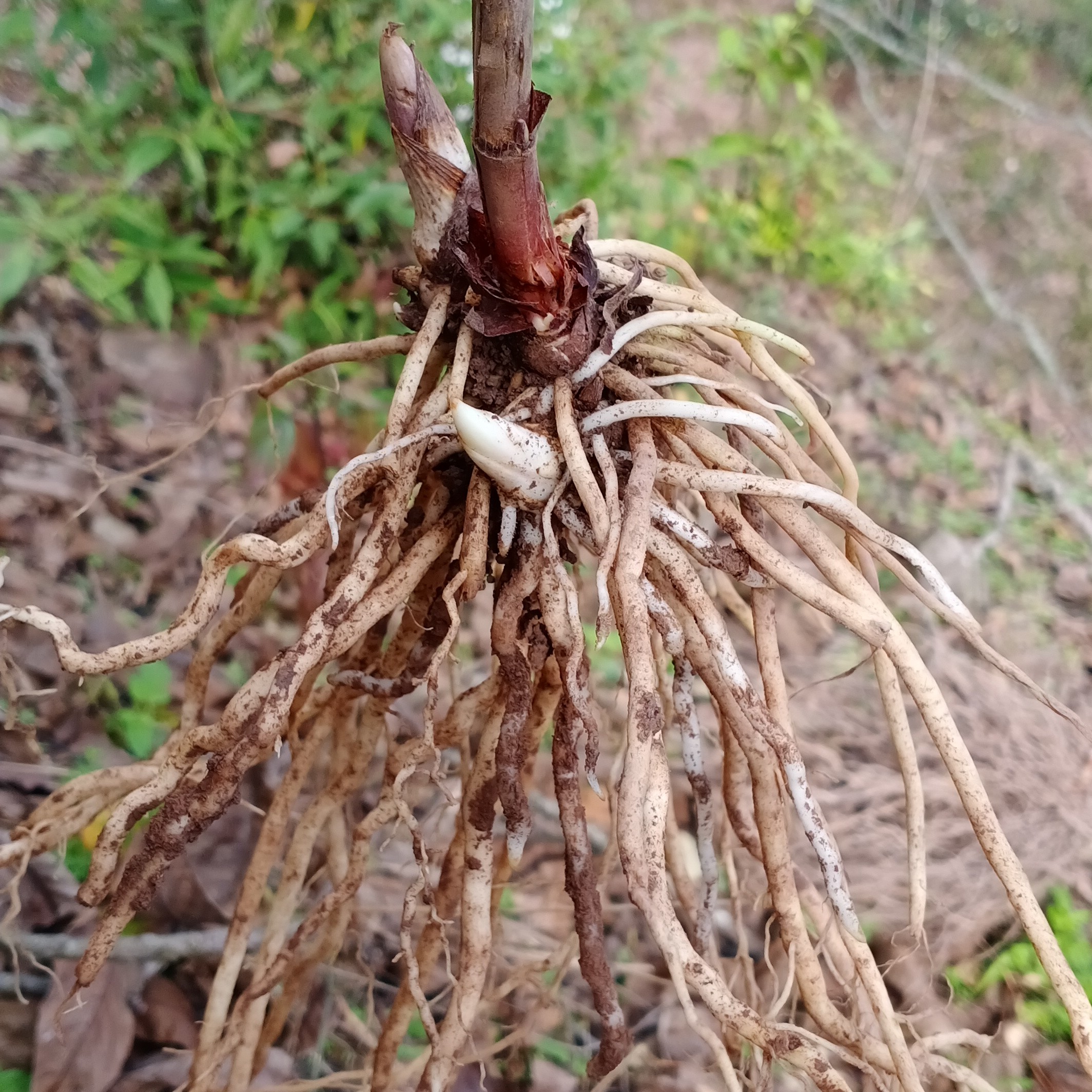 云南原生态百尾笋干货 道地中草药材万灵 竹叶参到竹伞宝铎草