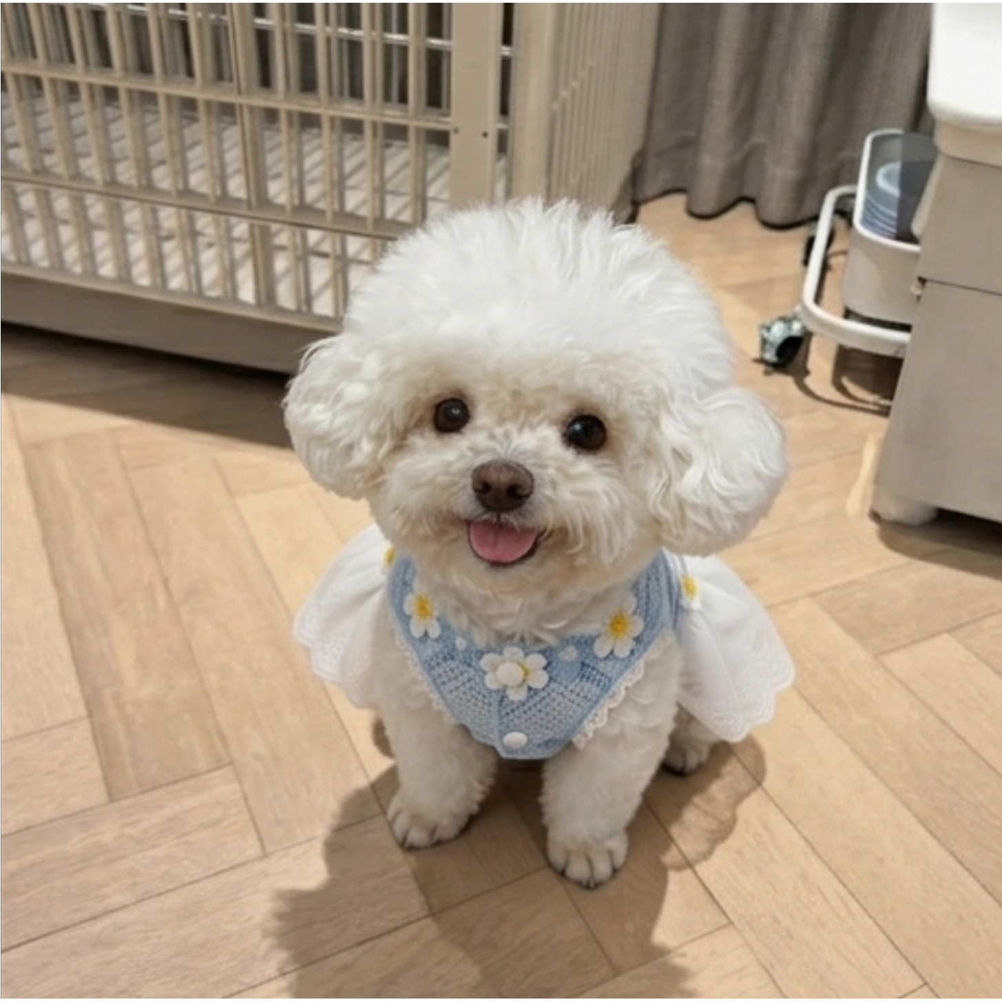 夏天狗狗连衣裙衣服宠物小型犬夏季薄款猫咪花边裙子比熊博美泰迪