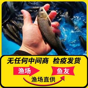螺蛳青鱼苗活体养殖食用螺丝肉草鱼花鲢大头鱼四大家鱼顺丰包邮