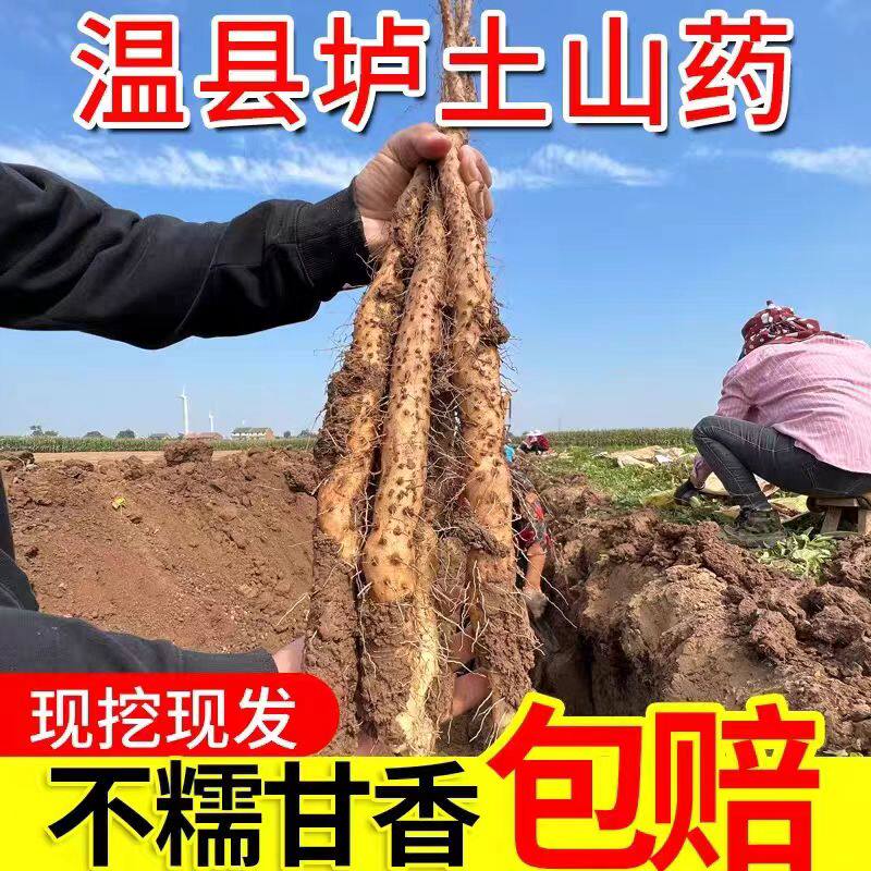 温县铁棍山药温县垆土铁棍山药正宗河南焦作新鲜淮山药特产精品真